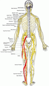 pinched sciatic nerve, sciatic pain relief