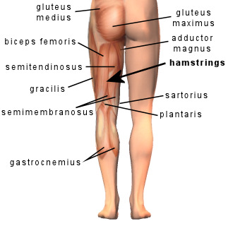http://surgicalalternative.com/wp-content/uploads/2010/12/Muscles_backLegs1a.jpg